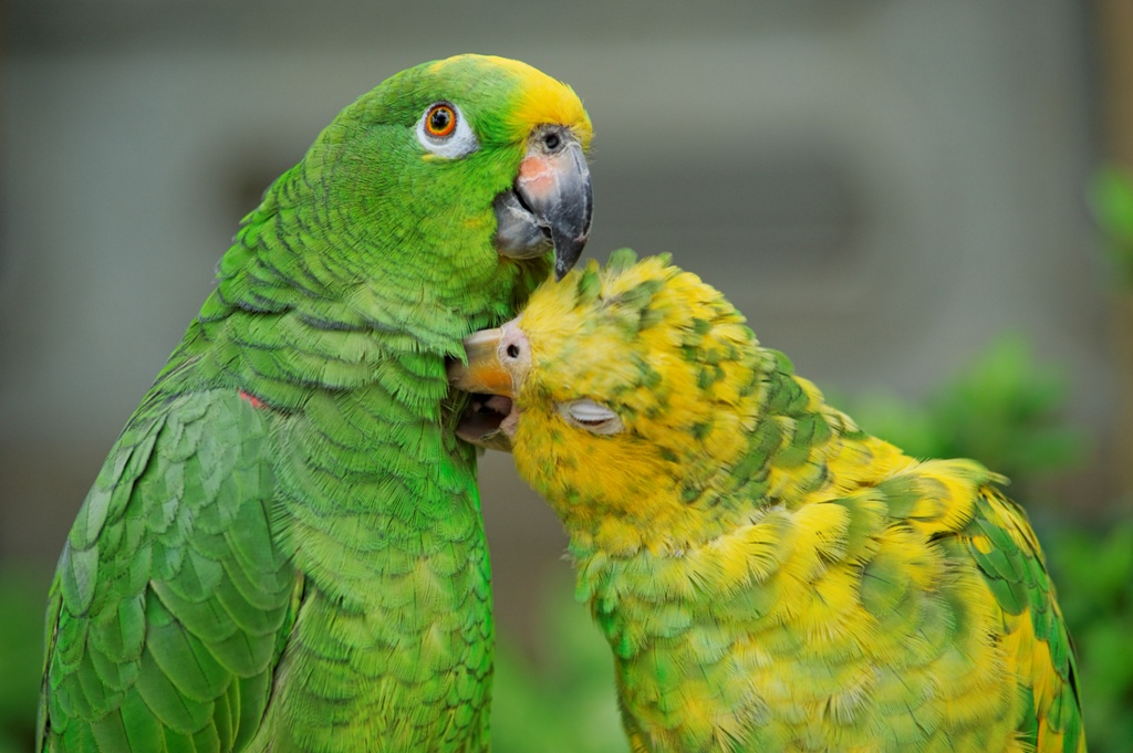 Hong-Kong - Marché aux oiseaux